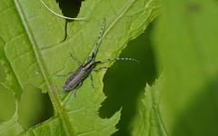 Agapanthia villosoviridescens