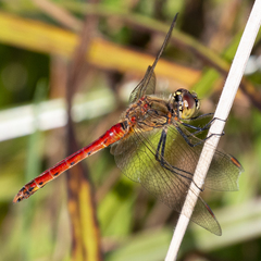 Sympetrum depressiusculum