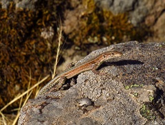 Podarcis guadarramae guadarramae