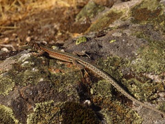 Podarcis guadarramae guadarramae