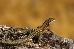 Podarcis guadarramae guadarramae
