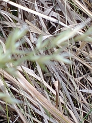 Arrhenatherum elatius