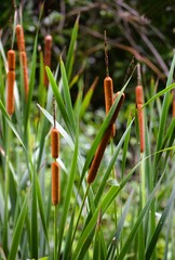 Typha domingensis