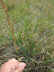 Arrhenatherum elatius