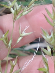 Arrhenatherum elatius