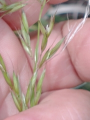 Arrhenatherum elatius