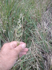 Arrhenatherum elatius