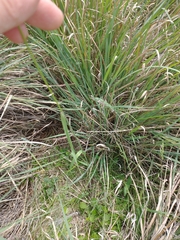 Arrhenatherum elatius