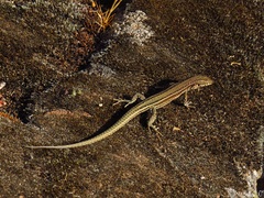 Podarcis guadarramae guadarramae