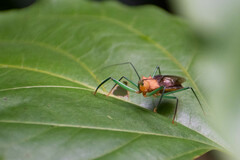 Ploeogaster