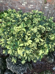 Heptapleurum arboricola