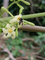 Frieseomelitta nigra