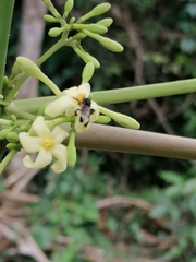 Frieseomelitta nigra