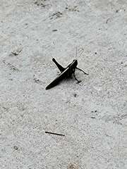 Cyrtacanthacridini