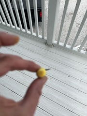 Leucocoprinus birnbaumii