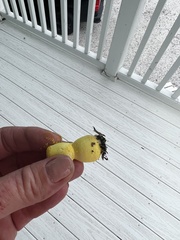 Leucocoprinus birnbaumii