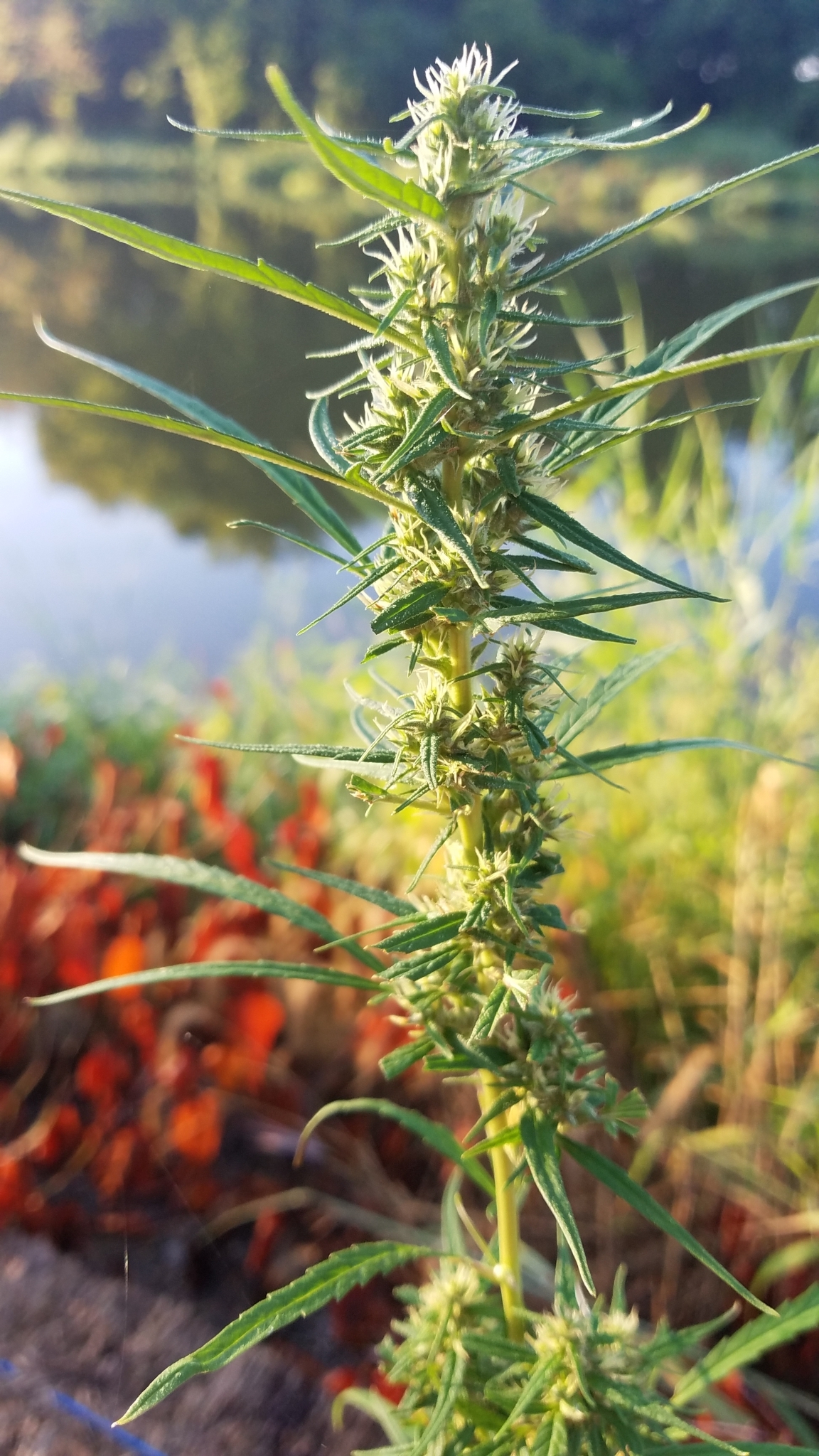 Photos of Genus Cannabis · iNaturalist