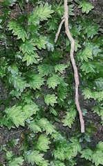 Fissidens