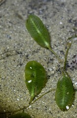 Halophila ovalis