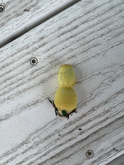 Leucocoprinus birnbaumii