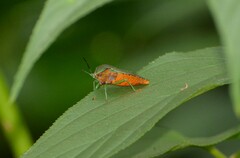 Piezosternum subulatum