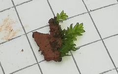 Fissidens
