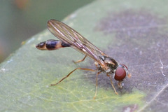 Baccha elongata
