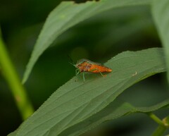 Piezosternum subulatum