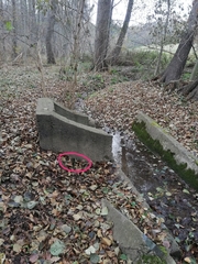 Fissidens