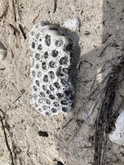 Montastraea cavernosa