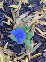 Viola