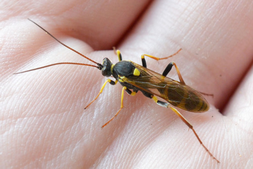 Toothed Tiger Ichneumon photo 5