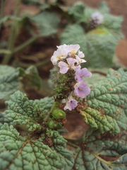 Heliotropium