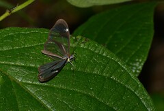 Ithomia agnosia zikani