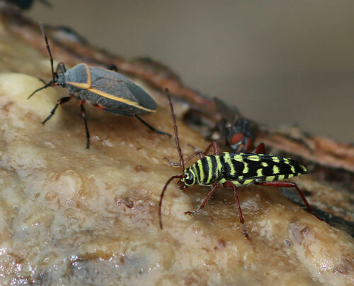 Mesquite Borer photo 2
