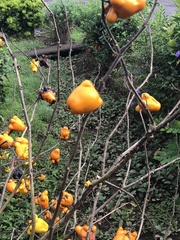 Solanum mammosum