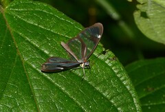 Ithomia agnosia zikani