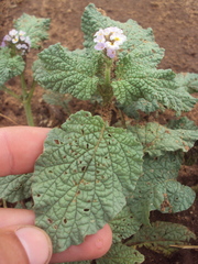 Heliotropium