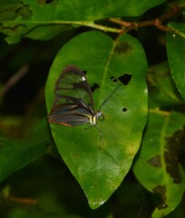 Ithomia agnosia zikani