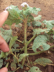 Heliotropium