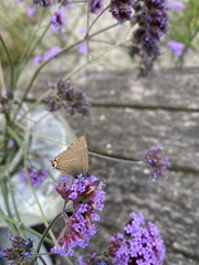 Satyrium w-album