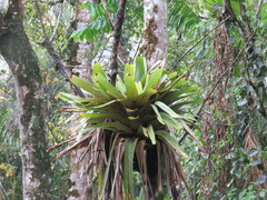 Vriesea bituminosa