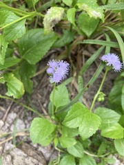 Ageratum
