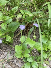 Ageratum