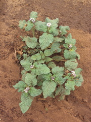 Heliotropium
