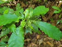 Psychotria borjensis