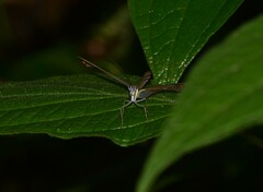 Ithomia agnosia zikani