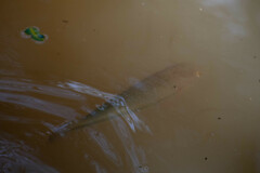 Characiformes