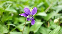Viola inconspicua
