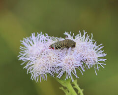 Acmaeodera haemorrhoa